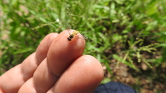 Toxomerus marginatus