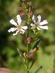 Lythrum lineare