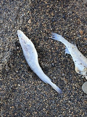 Gadiformes
