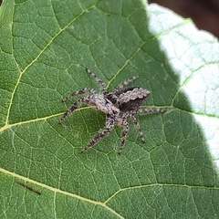 Platycryptus