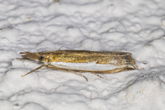 Crambus sperryellus