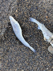 Gadiformes