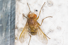 Ormia ochracea