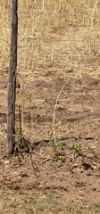 Nothoprocta pentlandii