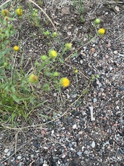 Grindelia subalpina