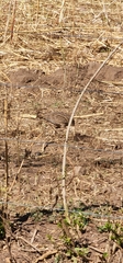Nothoprocta pentlandii