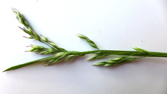 Vahlodea atropurpurea