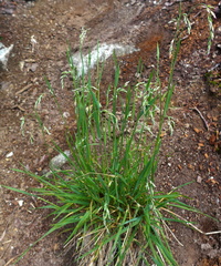 Vahlodea atropurpurea