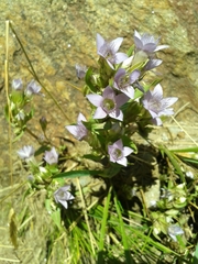 Gentianella ramosa