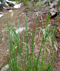 Vahlodea atropurpurea