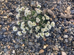 Cherleria arctica