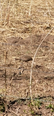 Nothoprocta pentlandii