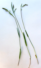 Vahlodea atropurpurea