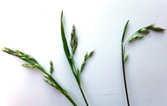 Vahlodea atropurpurea