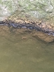 Geothelphusa dehaani