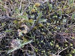 Pedicularis sudetica