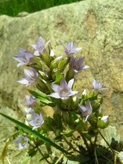 Gentianella ramosa