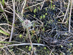 Pedicularis sudetica