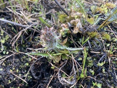 Pedicularis sudetica