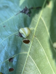 Caryomyia caryaecola