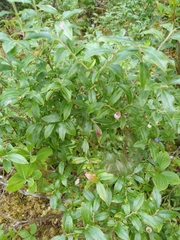 Vaccinium myrtilloides image