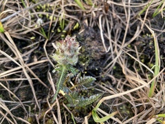 Pedicularis sudetica