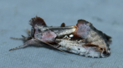 Pink-patched Looper Moth photo 4