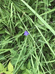 Campanula intercedens