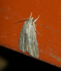 Acronicta lithospila