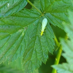 Alloperlini