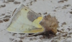 Stiria intermixta