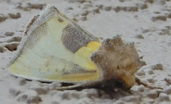 Stiria intermixta
