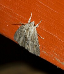 Acronicta lithospila