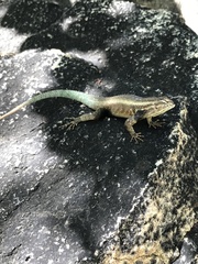 Sceloporus licki