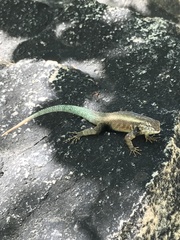 Sceloporus licki