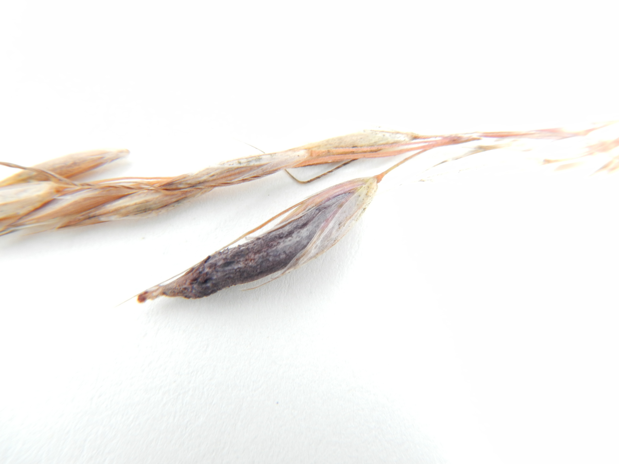 Claviceps purpurea image
