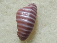 Pseudopusula californiana