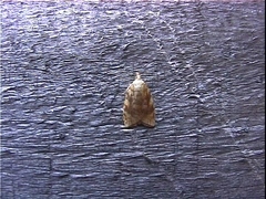 Aleimma loeflingiana