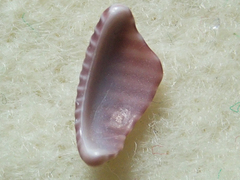 Pseudopusula californiana