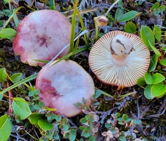 Russula nana