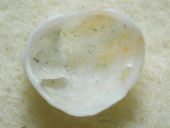 Crepipatella lingulata