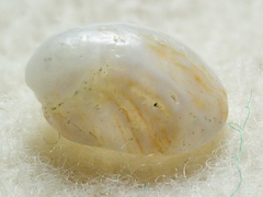 Crepipatella lingulata