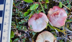 Russula nana