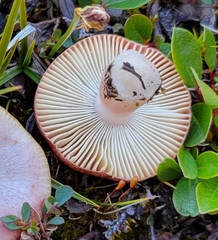 Russula nana