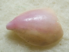 Crepidula norrisiarum