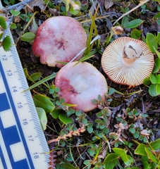 Russula nana