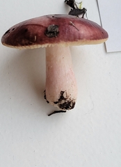 Russula nana