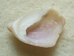 Crepidula norrisiarum