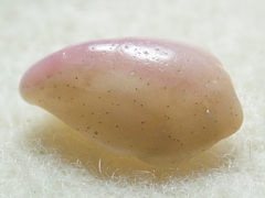 Crepidula norrisiarum