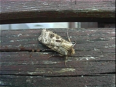 Agrotis clavis